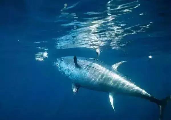 世界上最贵的海鲜十大排名及价格,全球公认的十大最贵海鲜