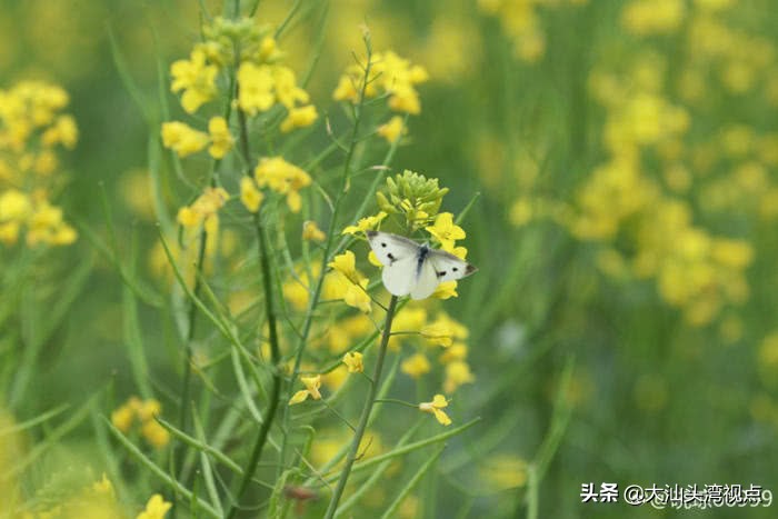 春花能做什么菜,潮汕春花做法大全