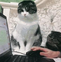 猫咪火车托运全指南：15个最常见问题全解答