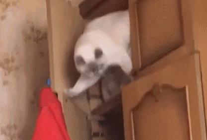 猫咪到底能跳多高,猫咪能跳多高