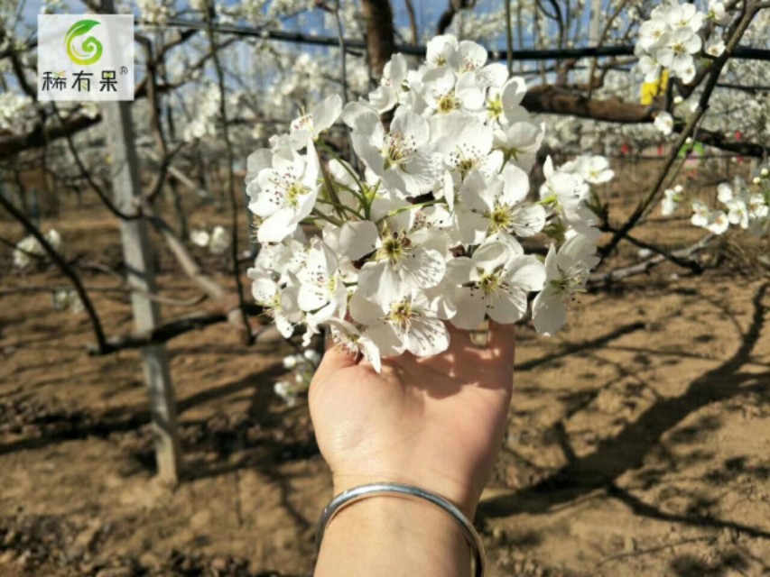 家里常见的果树有哪些,这些树千万不能栽在家门口
