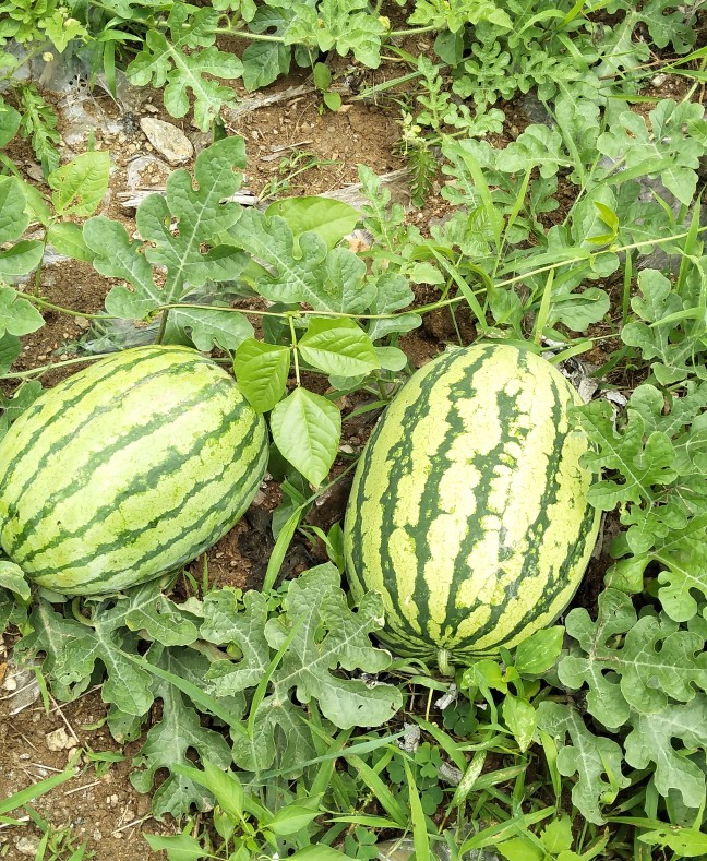 姹借溅杩介珮閾佺殑鐖辨儏鏁呬簨,鍑开鎷夊厠杩介珮閾佺殑鐖辨儏鏁呬簨