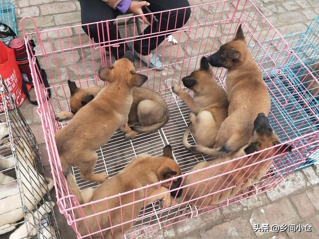 开封狗品种大全,开封狗市是中国最大的吗