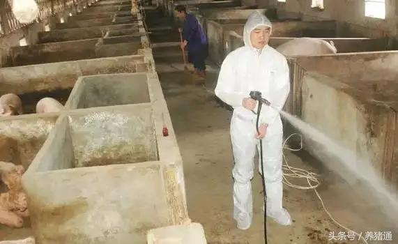 猪场口蹄疫怎么治疗最快,猪场口蹄疫该如何有效防控