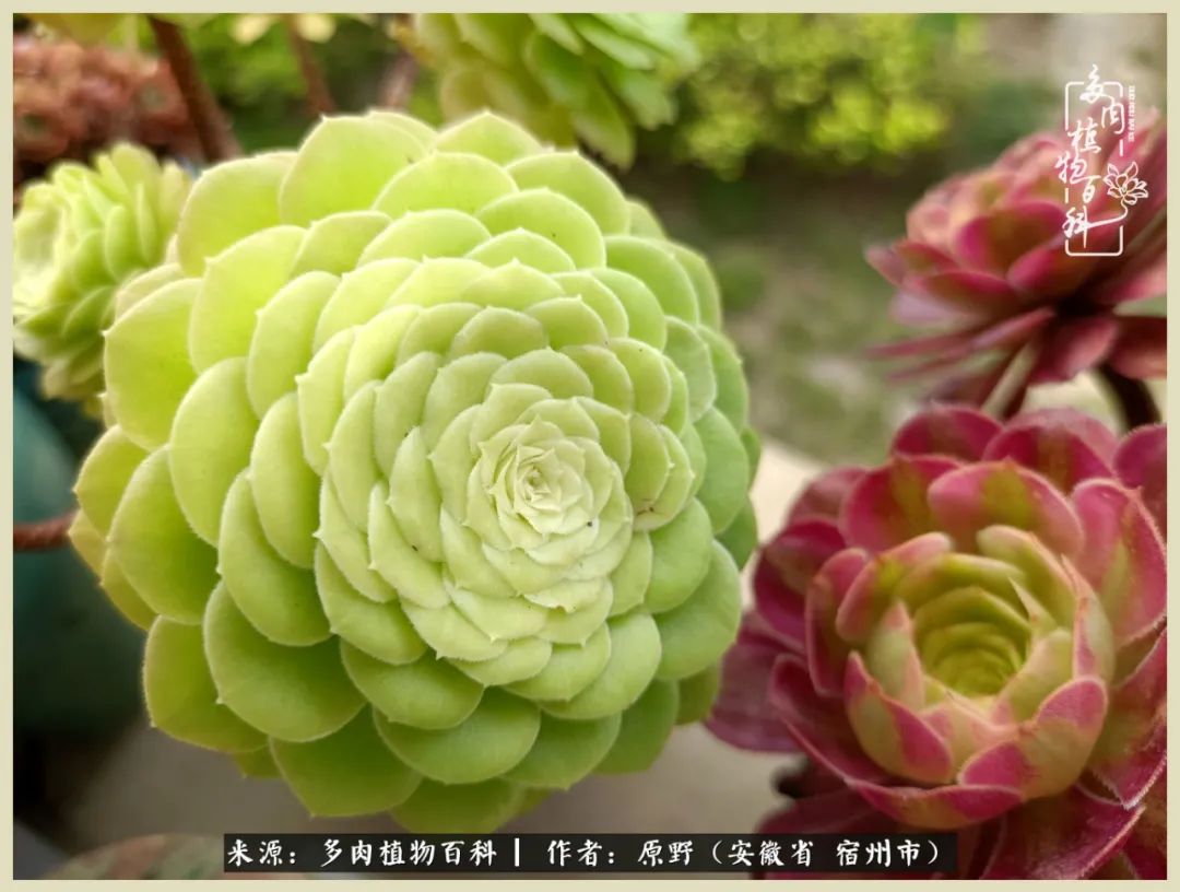 梅雨袭，酷暑至，多肉进入历劫季