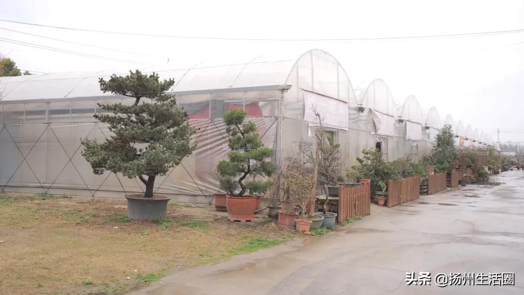 2元花盆批发清仓,2元花卉批发市场