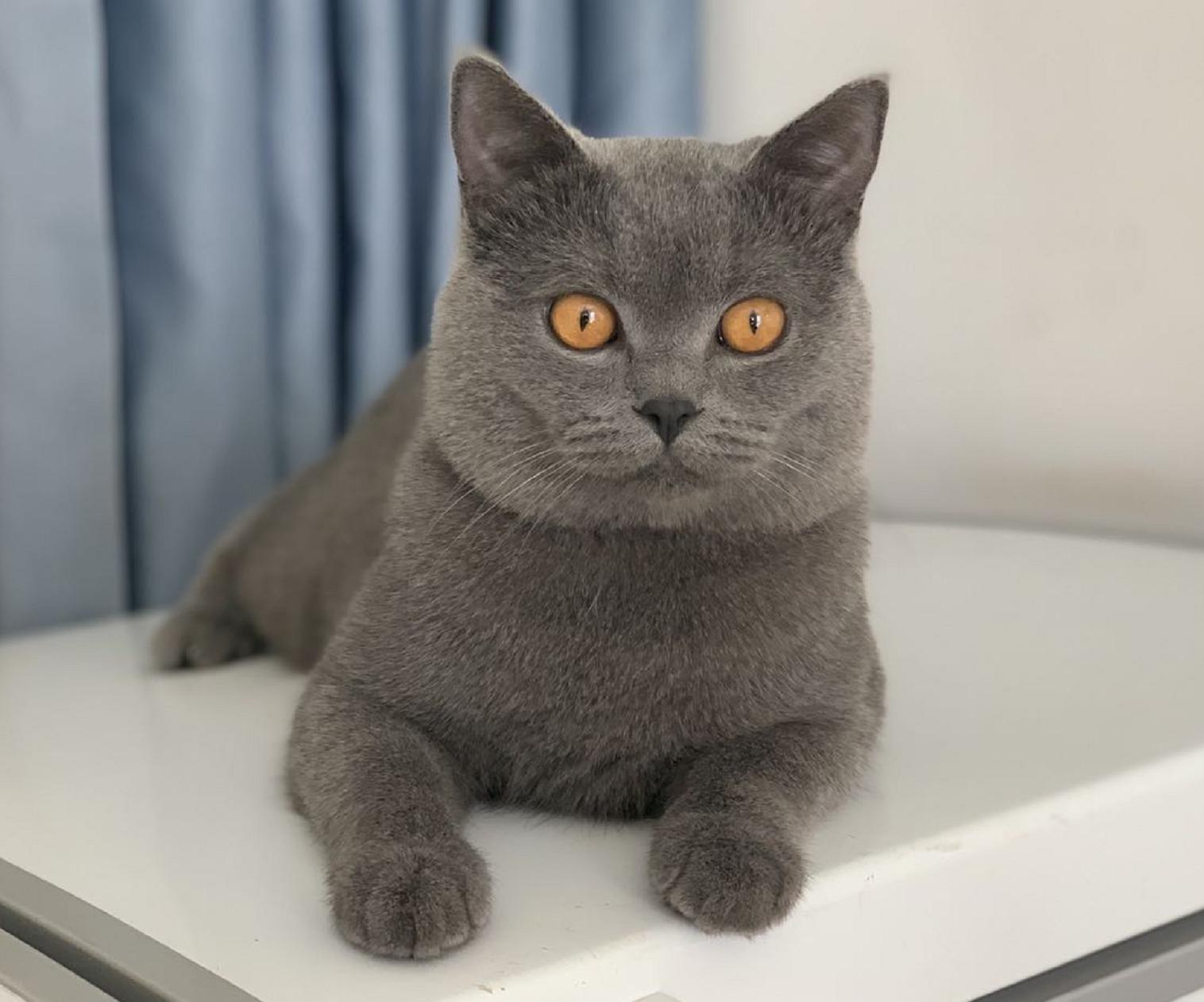 英短蓝白母猫最佳绝育年龄,英短蓝猫小奶猫的成长历程