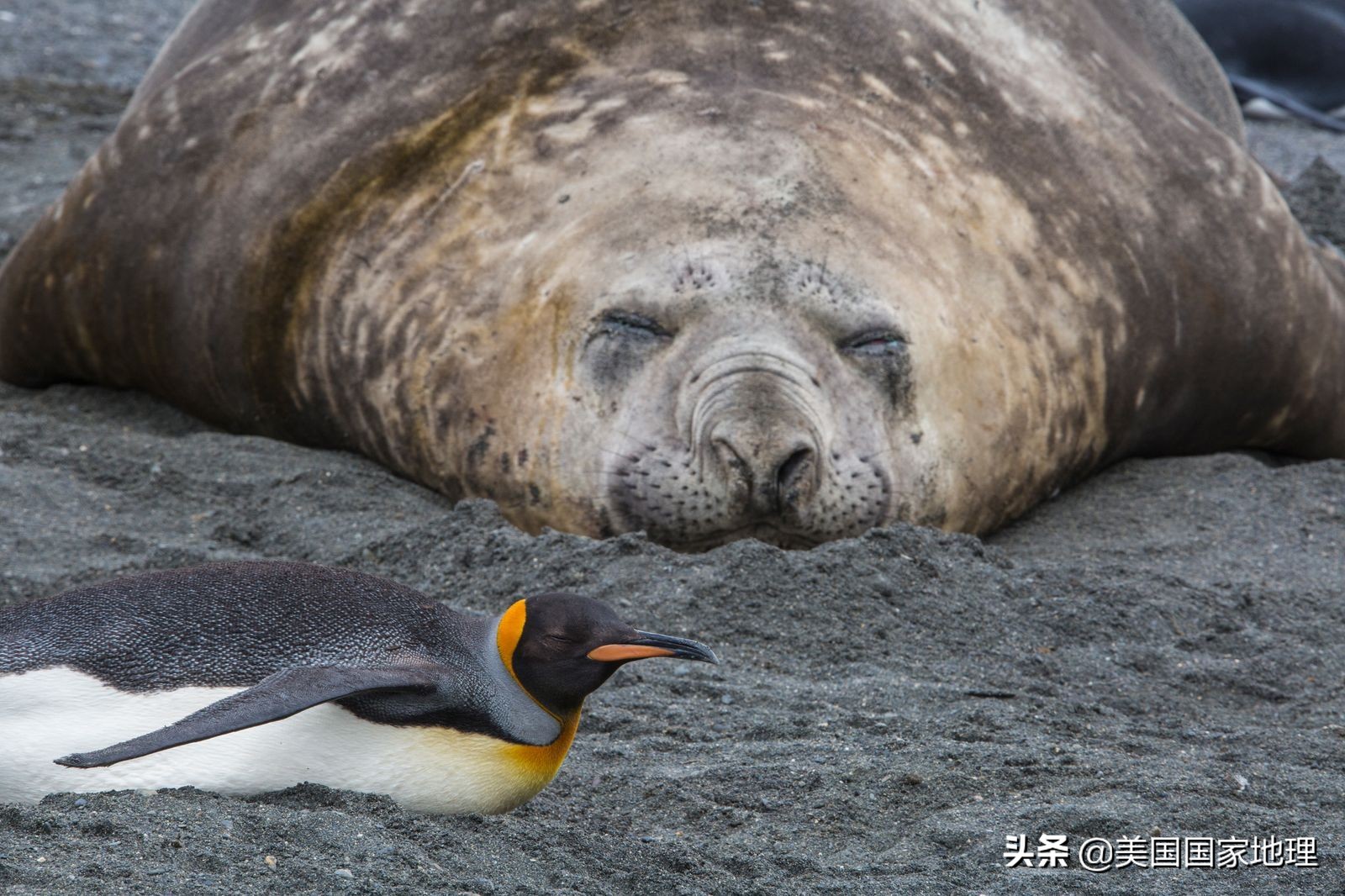 你见过的海豹都这么逗吗？！