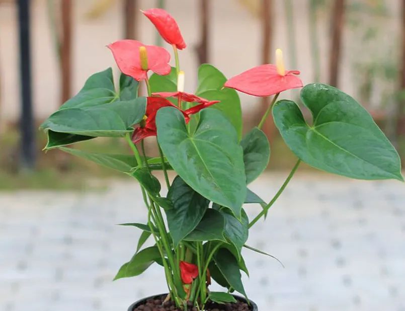 红掌花姿奇特美妍，花苞似佛焰，叶片翠绿欲滴，最佳室内盆栽