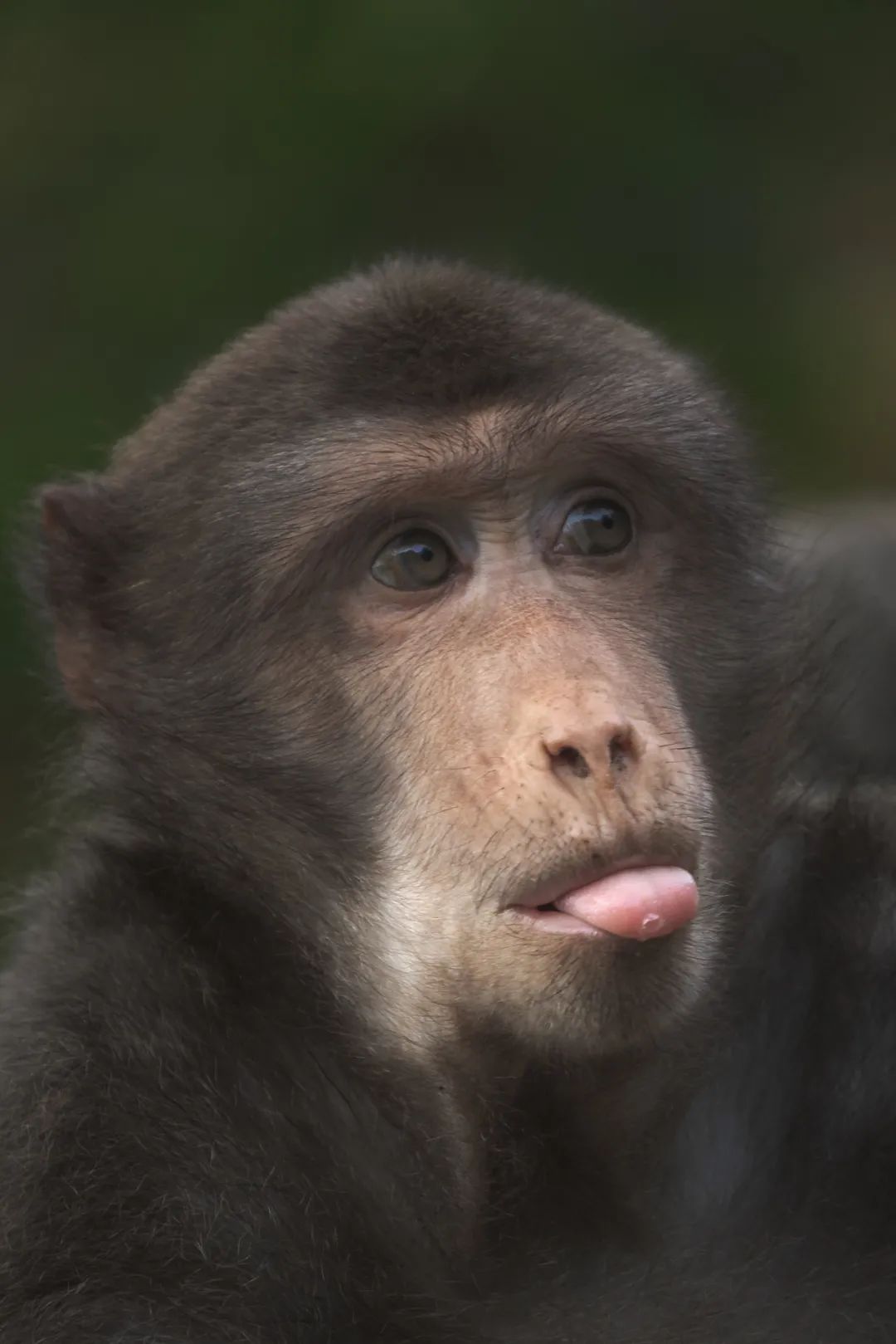 我国四大名山九华山,四大佛教名山哪个风景最美