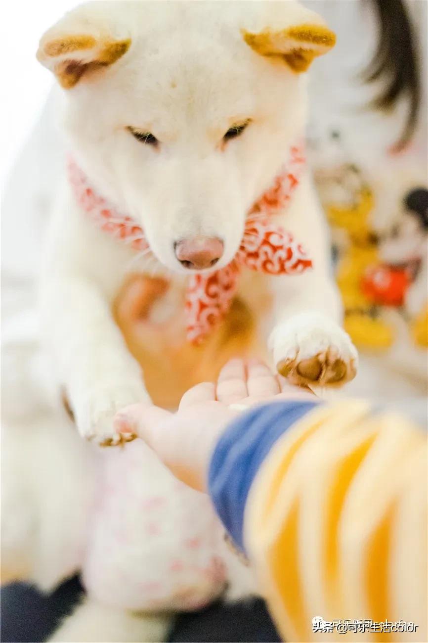 撸柴宠物乐园,广州番禺撸狗圣地