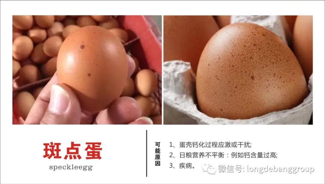 蛋鸡蛋壳质量有问题怎么办？血斑蛋、粪便蛋、斑点蛋咋办？