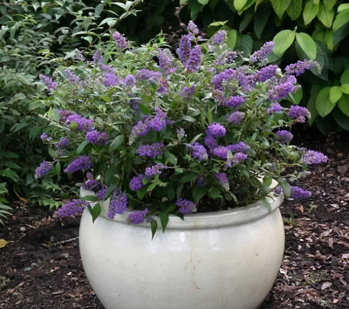 4种花深受花友喜欢,4种花超爱开花好养漂亮