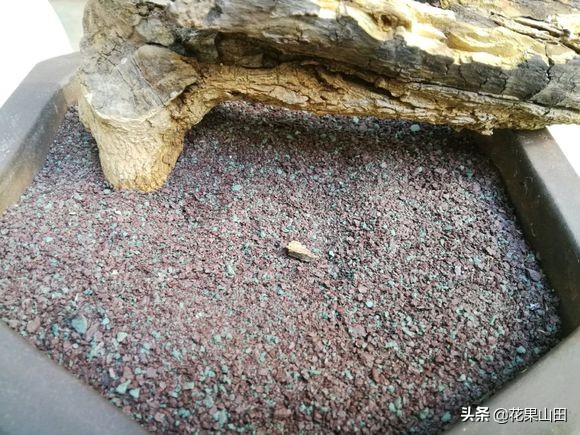 黄杨下山老桩发芽后有虫,黄杨下山老桩好活吗