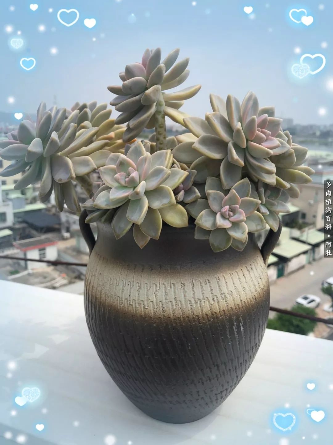 多肉有毒没毒,多肉有毒有毒