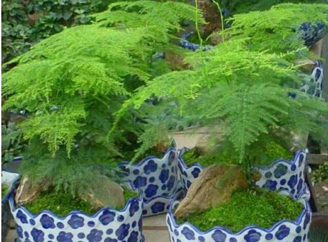 花卉误喷了除草剂怎么补救,花卉药害能自愈吗