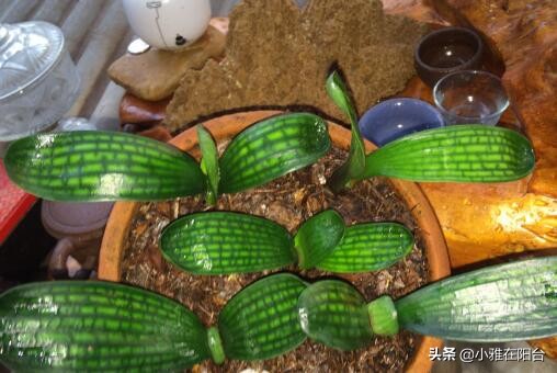 君子兰怎么养出宽大肥厚的叶片,君子兰怎么样养才长得茂盛