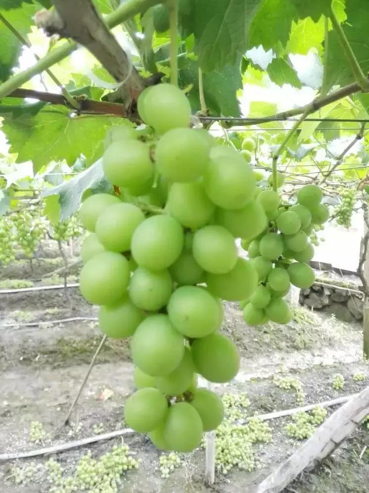 腐植酸在葡萄上的效果,腐植酸对葡萄根的作用
