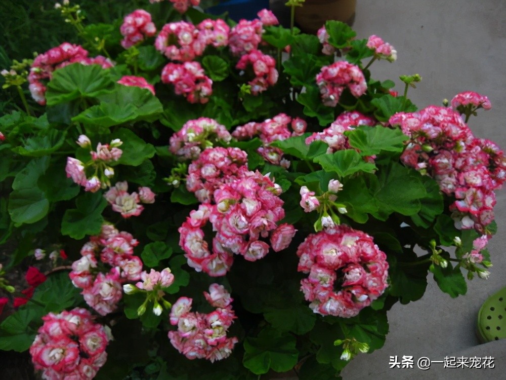 好看又勤花的天竺葵,天竺葵日本碗的养护方法