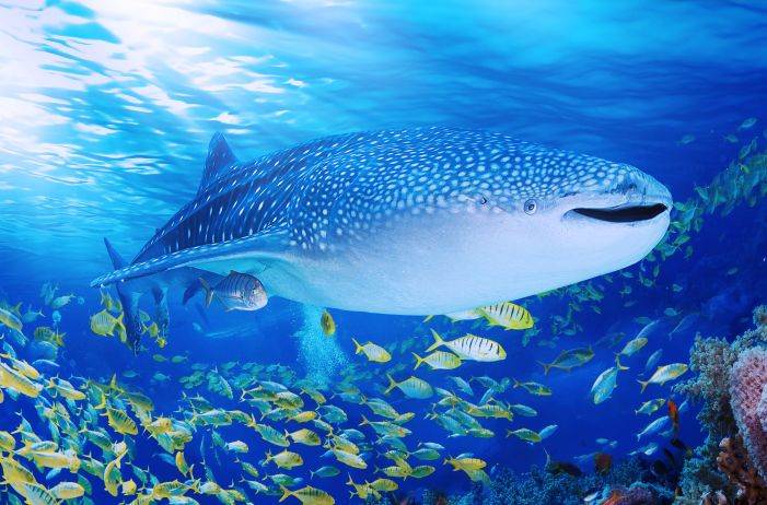 热卖爆款直降1000+，BAT大佬都在抢！双十一最好买的亲子产品是？