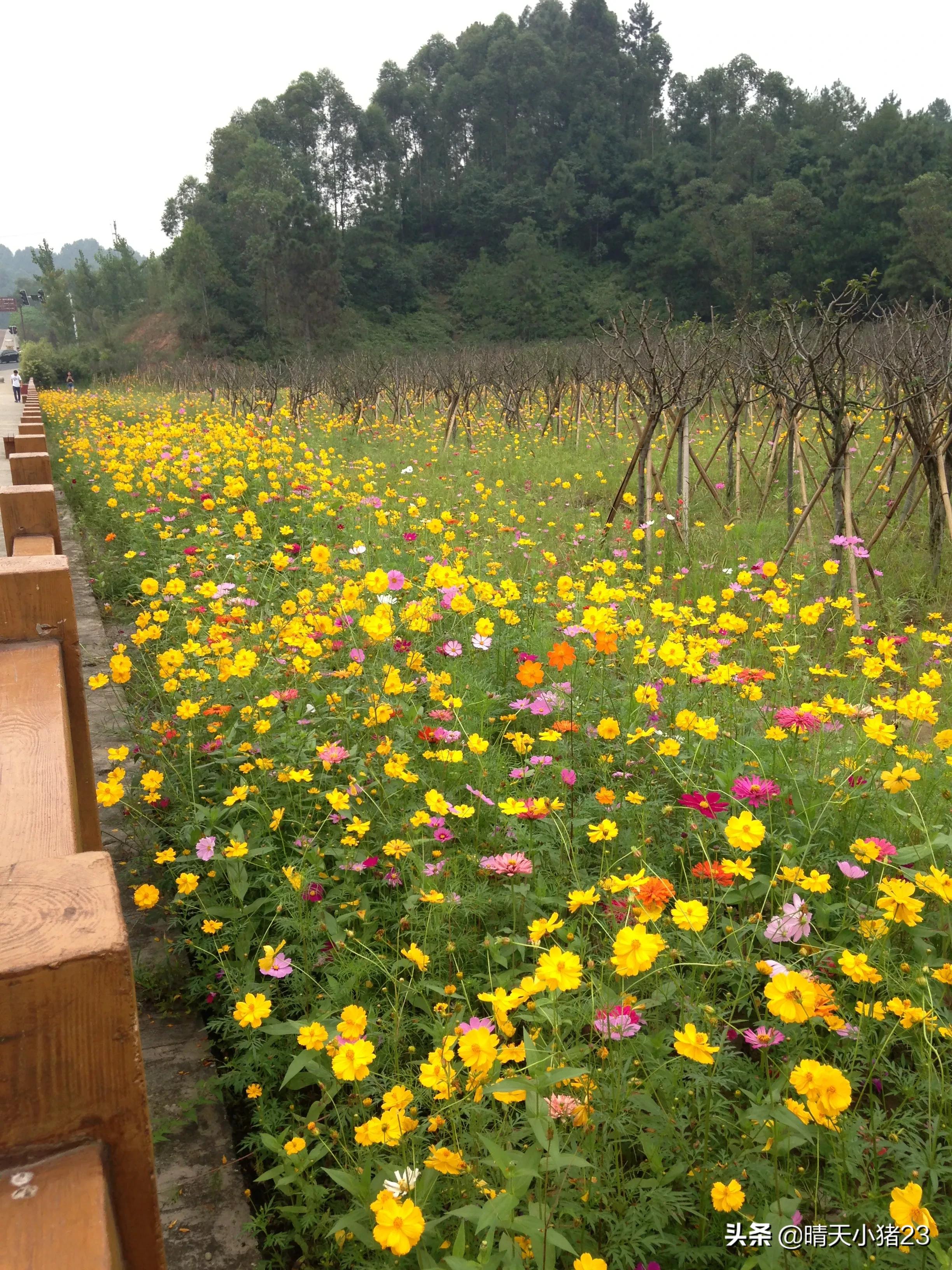 海棠香国乐山宣传视频,海棠香国乐山在哪里