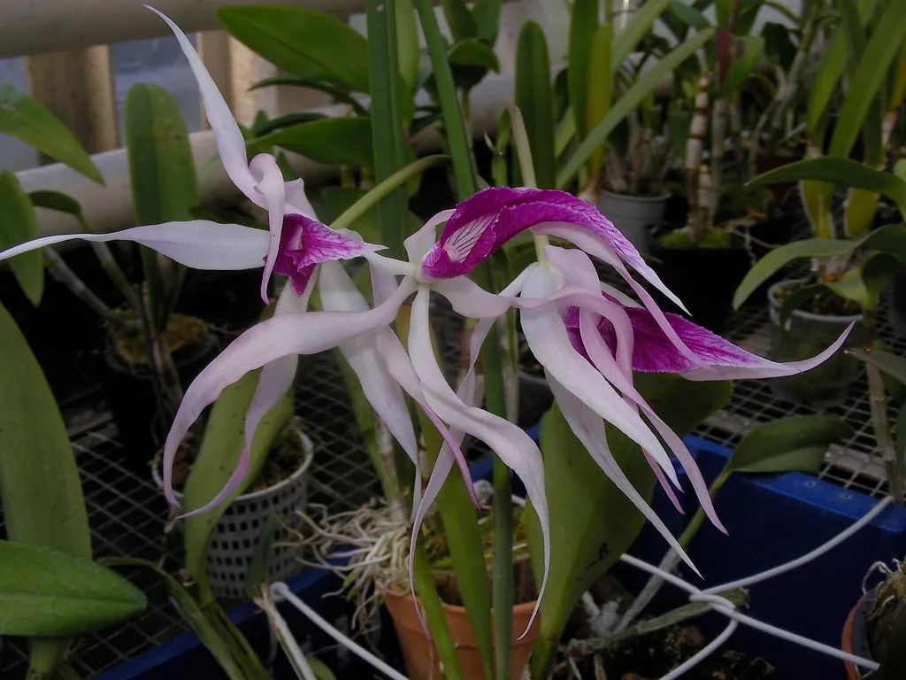 什么品种的卡特兰值得养,洋兰之王