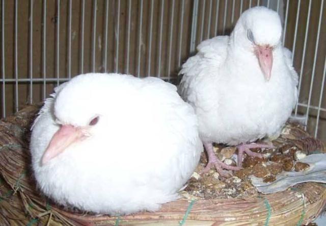 人工养殖斑鸠包邮,遵义斑鸠人工养殖