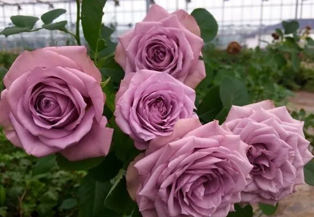 100种月季品种大全集,适合地栽的蓝紫色月季有哪些