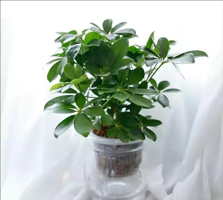 水培绿萝能放桌上吗,桌上水培花草