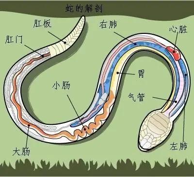 打蛇为什么要七寸，把头打烂没毒牙，还不够安全吗？