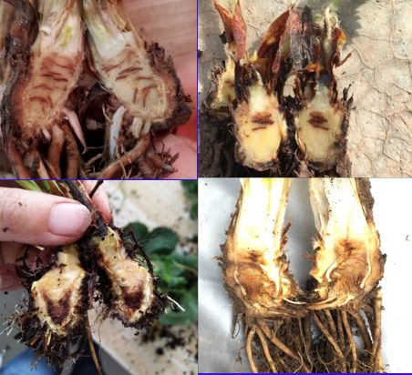 草莓炭疽病与根腐病是什么引起的,安徽草莓炭疽病零星发病怎么办