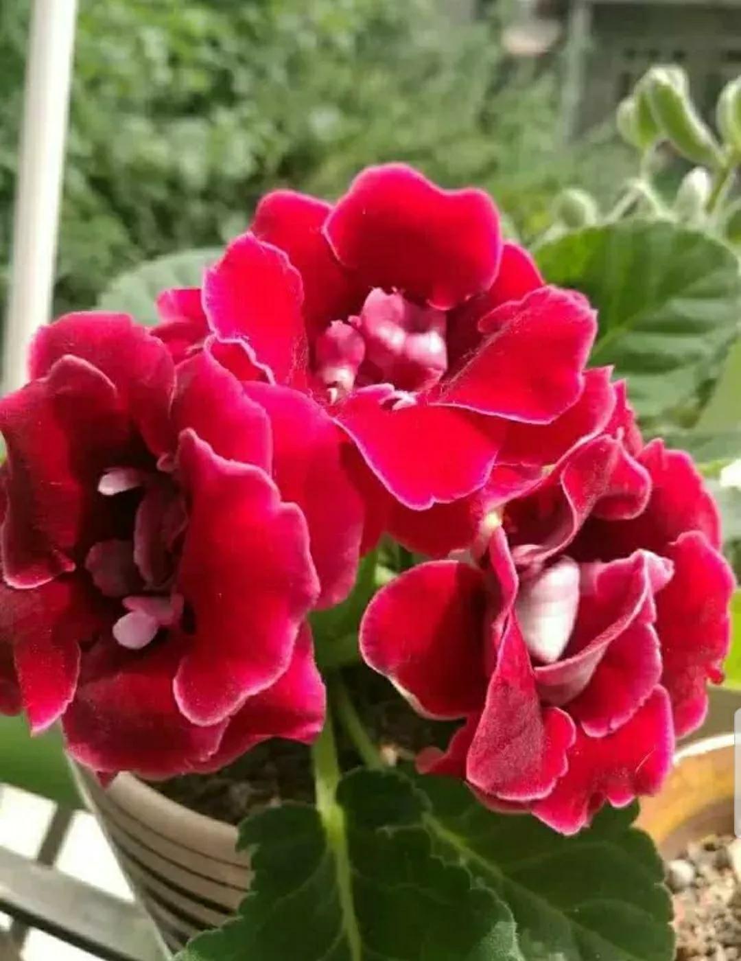 芳踪难觅濒危花!清新治愈篇:沙漠高原是吾家,豹子花的春天来了