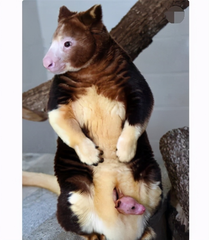 袋鼠会爬树么,袋鼠为什么在桉树上