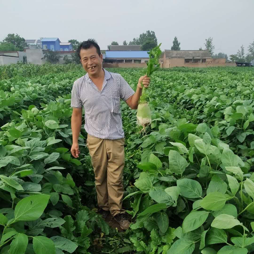 汤阴瓦岗：扶贫路上无小事一颗萝卜见初心