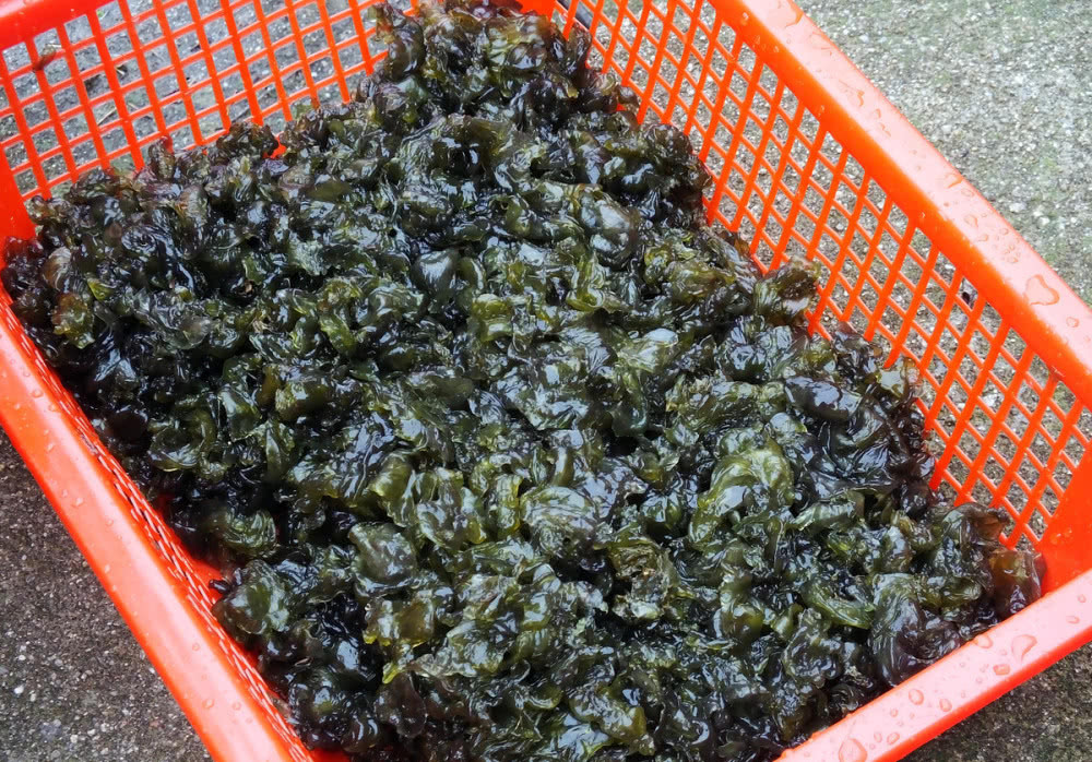 雷公屎有什么药用价值,雷公屎是什么东西