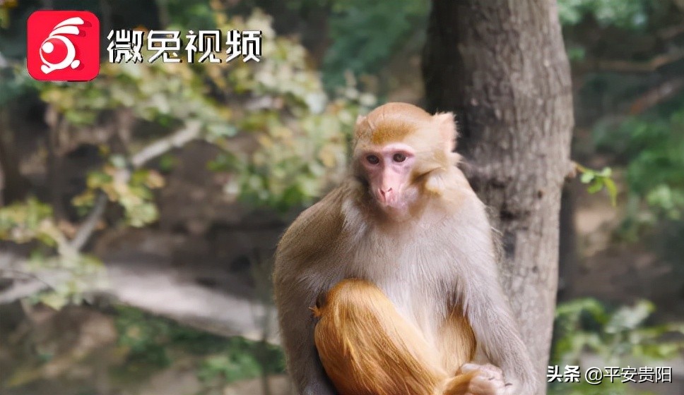 越来越嚣张了怎么办,越来越嚣张怎么解决