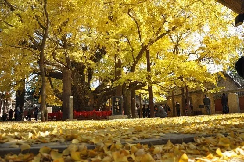 黄了！山东爆火的“银杏林”，千余亩的曼妙绝伦，只等你来！