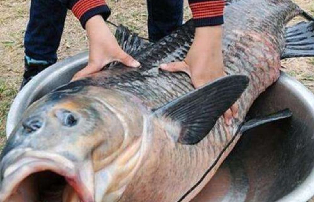 黑坑钓青鱼视频大全,黑坑珠珠钓青鱼技巧