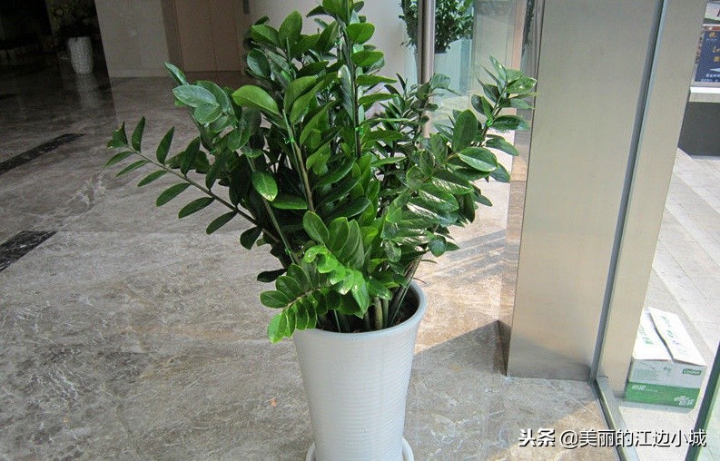 金钱树怎么养才能让它枝繁叶茂,金钱树的养护和施肥方法