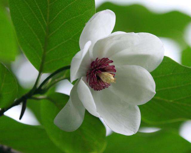 木兰花冬季养护,木兰花平时养护