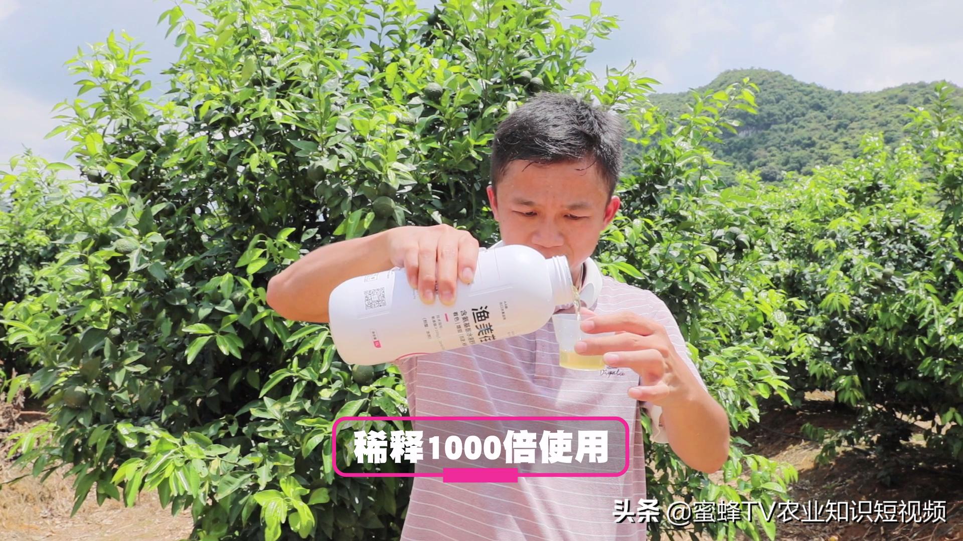 作物转色增甜期,如何管理才能着色均匀,果实甜,卖出好价钱?