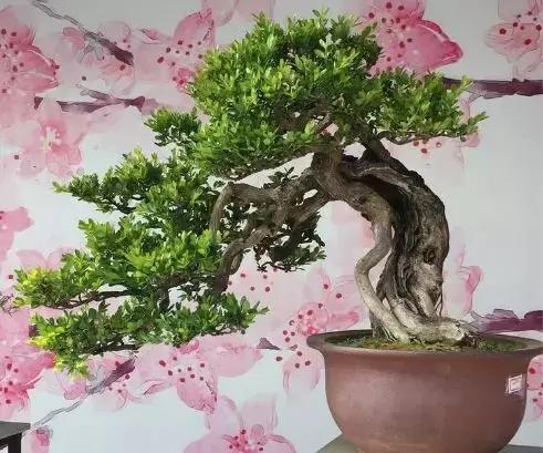 最值得收藏的六种盆景树种是哪种,常见的盆景树种有哪些