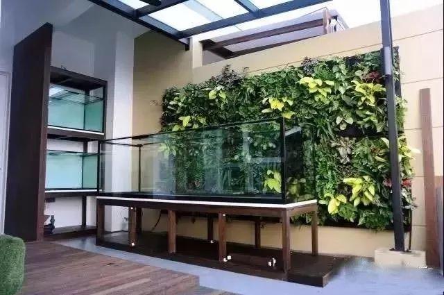 小鱼缸都适合养什么,小鱼缸都适合养啥