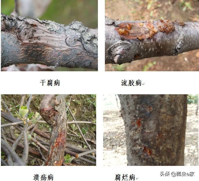 果树流胶病教你一招搞定,波尔多液能防治果树流胶病吗