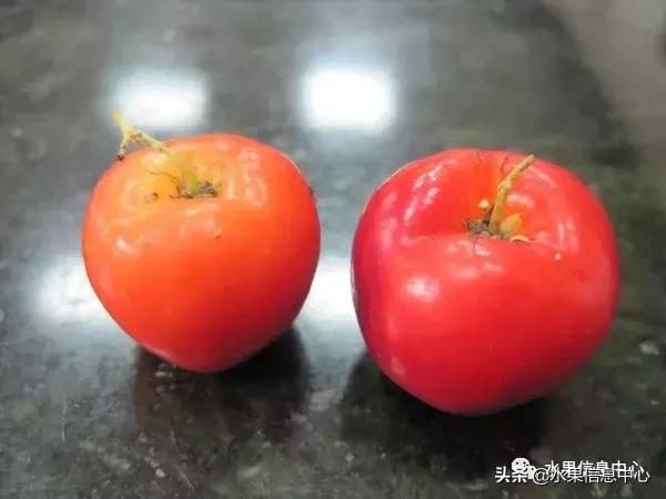 针叶樱桃不是樱桃,针叶樱桃与山樱桃一样吗