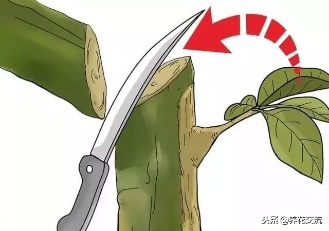 植物花卉嫁接需要用到的几个技巧，新手也能轻松学会