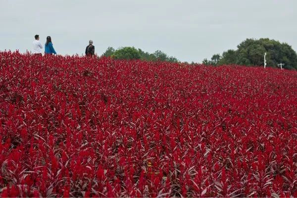 成都石象湖景区天气预报,成都石象湖的秋季