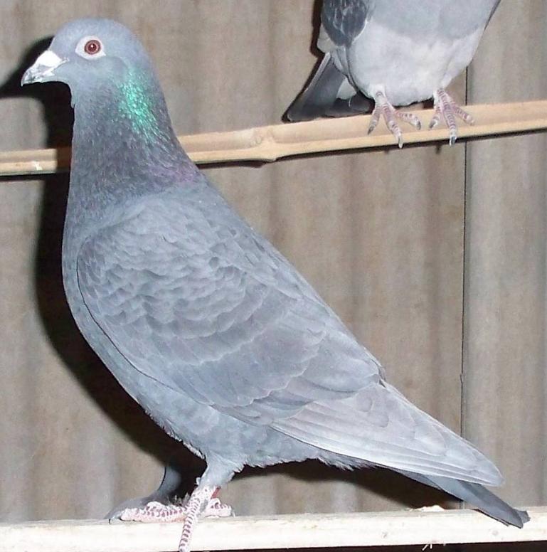 冬季如何让鸽子继续繁殖,怎么才能让鸽子停止繁殖