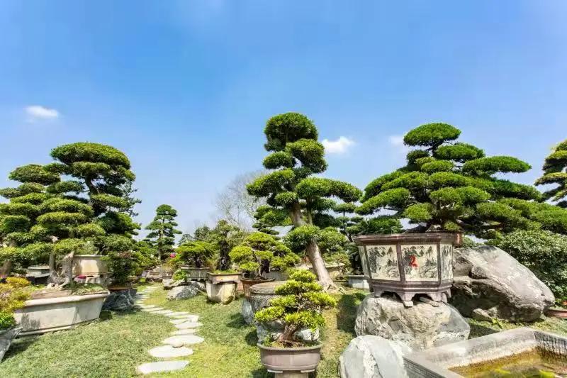 常州夏溪花木市场2020销售额,沭阳2021年花木销售额