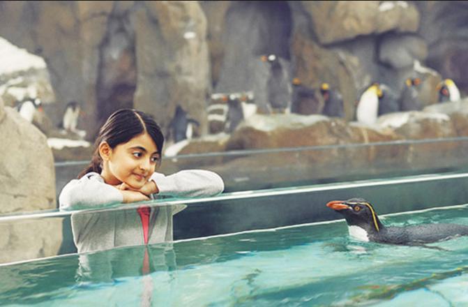 海狸是加拿大的国宝吗,加拿大国宝动物河狸简介